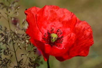 Картинка цветы маки мак макро травинка лепестки