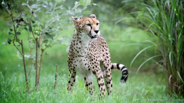 Картинка животные гепарды поза хищник