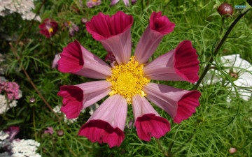 Картинка цветы космея бутон