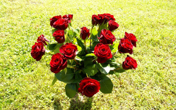 Картинка цветы розы