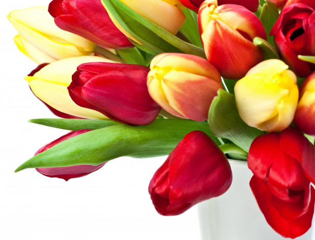 Обои картинки фото цветы, тюльпаны, много