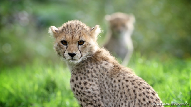 Обои картинки фото животные, гепарды, мех, морда, молодой