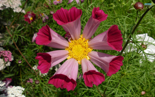 Обои картинки фото цветы, космея, бутон