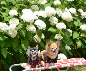 Картинка животные собаки