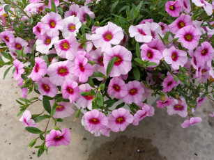 Картинка цветы цветок