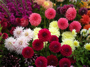 Картинка цветы георгины цветок