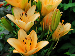 Картинка цветы лилии +лилейники персиковый