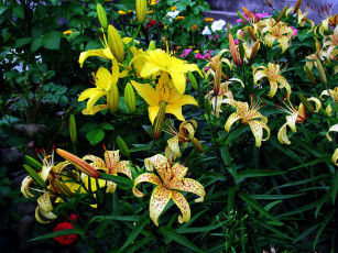 Картинка цветы лилии +лилейники пестрый желтый