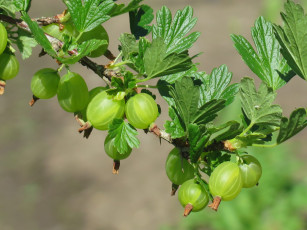 Картинка природа Ягоды ветка крыжовник зелень