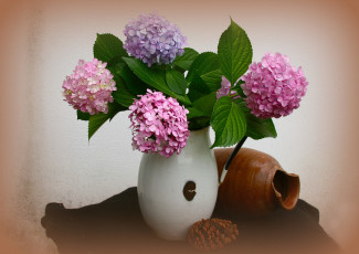 Картинка цветы гортензия белая листья цветение