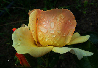 Картинка цветы розы бутон капли макро