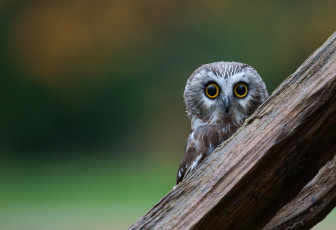 Картинка животные совы окрас перья сова