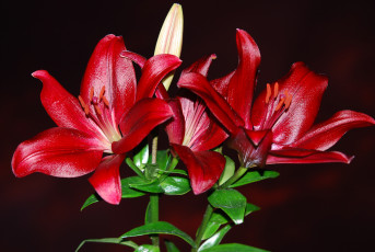 Картинка цветы лилии +лилейники petals bloom lily лепестки цветение