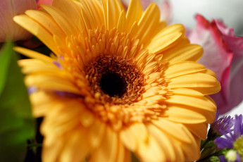 Картинка цветы герберы клумба сад капли вода роса макро лепестки гербера