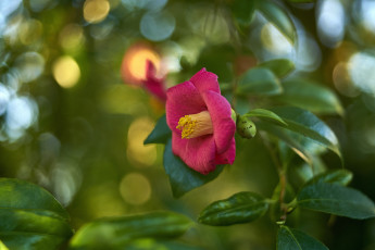 Картинка цветы камелии камелия бутон розовая лепестки листья цветение нежность