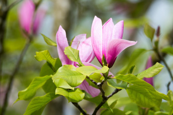 Картинка цветы магнолии магнолия цветенеие листья