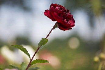 Картинка цветы пионы цветение листья лепестки бутон пион