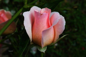 Картинка цветы розы бутон розовый