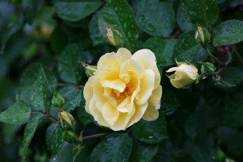 Картинка цветы розы роза бутон лепестки листья цветение rose bud petals leaves blossoms