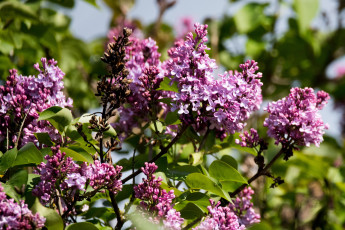 Картинка цветы сирень цветение лепестки цветки