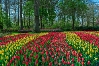 Картинка цветы тюльпаны цветок