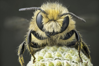 Картинка животные пчелы +осы +шмели макро