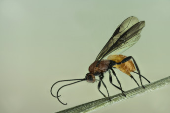 Картинка животные пчелы +осы +шмели мошка