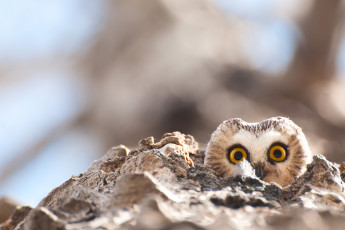 Картинка животные совы птица окрас перья сова