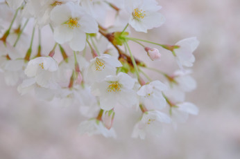 Картинка цветы цветущие+деревья+ +кустарники ветка листья цветок камелия розовая цветение нежность