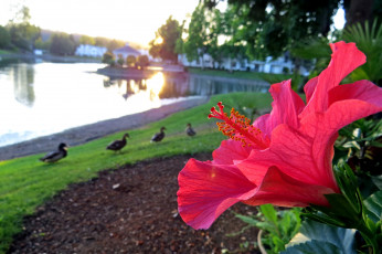 Картинка цветы гибискусы красный