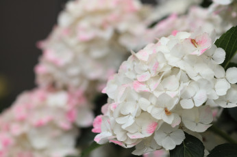 Картинка цветы гортензия куст цветение