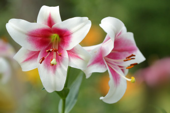 Картинка цветы лилии +лилейники blooms buds pink lily цветение розовые бутоны