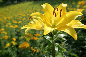 Картинка цветы лилии +лилейники petals lily bloom лепестки цветение