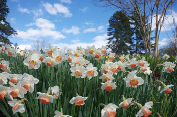 Картинка цветы нарциссы цветение лепестки