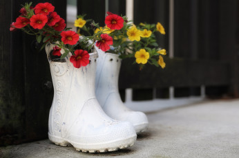 Картинка цветы петунии +калибрахоа бутон петуния нежность цветение калибрахоа