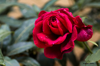 Картинка цветы розы роза blossoms leaves bud petals rose лепестки цветение листья бутон