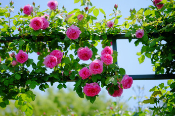 Картинка цветы розы роза бутон лепестки листья цветение rose bud petals leaves blossoms