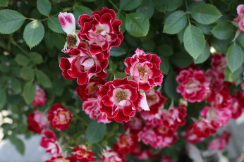 Картинка цветы розы роза розовая листья лепестки цветение