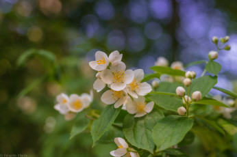 Картинка цветы жасмин цветение лепестки листья