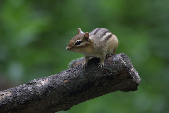 Картинка животные бурундуки животное окрас бурундук