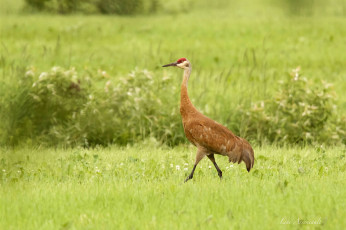 Картинка животные цапли +выпи птица перья окрас