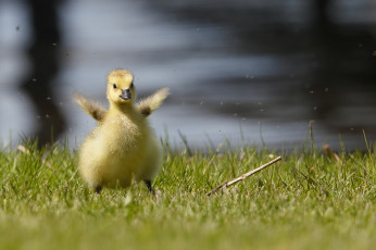 Картинка животные гуси гусёнок