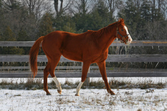 Картинка животные лошади окрас грива большая лошадь