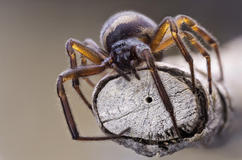 Картинка животные пауки паук