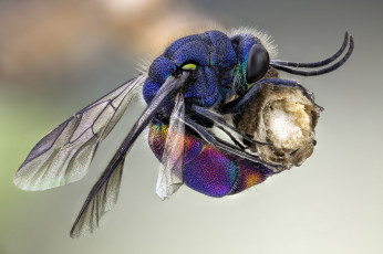 Картинка животные пчелы +осы +шмели макро