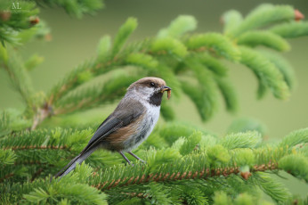 Картинка животные птицы птица окрас перья клюв