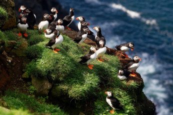 Картинка животные тупики тупик птица окрас