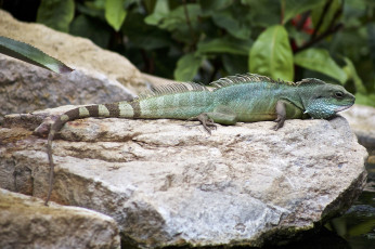 Картинка животные Ящерицы +игуаны +вараны ящерица окрас