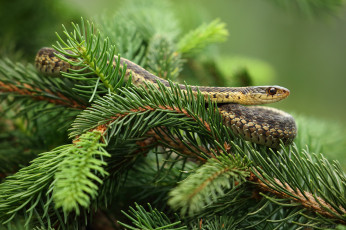 Картинка животные змеи +питоны +кобры змея окрас ель ветки