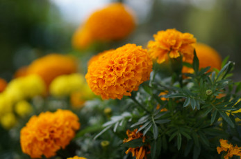 Картинка цветы бархатцы